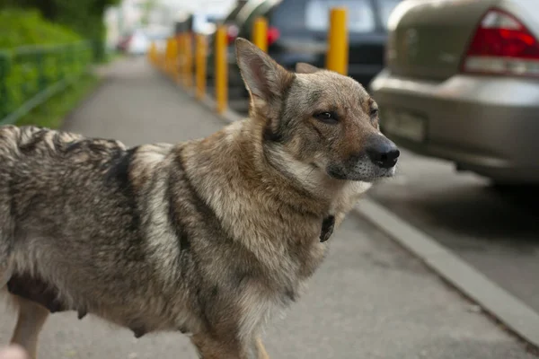 Homeless dog on the street. Female dog. The poor dog is looking for owners.