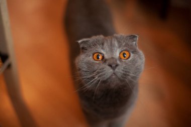 Bir dairede bir İngiliz kedisi. Yerde duran bir İngiliz kedinin portresi. Evde sevimli bir hayvan var..