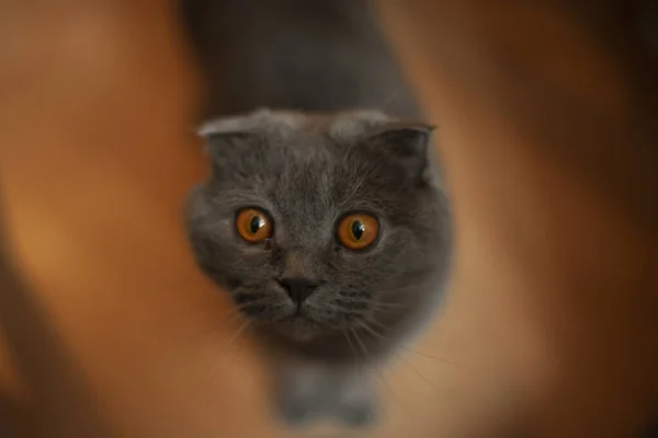 Brytyjski Kot Mieszkaniu Portret Brytyjskiego Kota Stojącego Podłodze Słodkie Zwierzątko — Zdjęcie stockowe