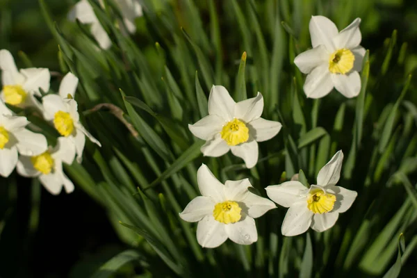 Květiny Zahradě Bílé Rostliny Krásné Pozadí Květin — Stock fotografie