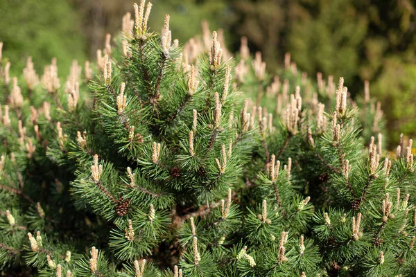 Decoratieve Dennen Boomtuin Dennenscheuten Het Voorjaar Spruce Plant — Stockfoto