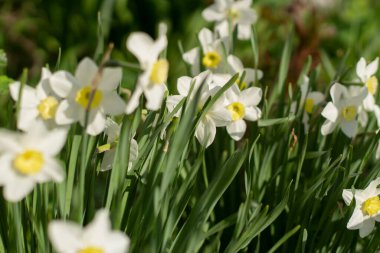 Bahçede çiçekler. Beyaz bitkiler. Çiçeklerin güzel arkaplanı.