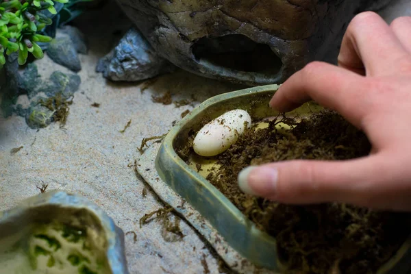 Reptile egg in the terrarium. The gecko laid an egg. Lizard laying eggs. Home reptile dwelling.