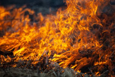 Kuru otlar yanıyor. İlkbaharda tarlada yangın. Geniş bir alanda ölü odun yakmak. Ateşle ilgili tehlikeli bir durum..
