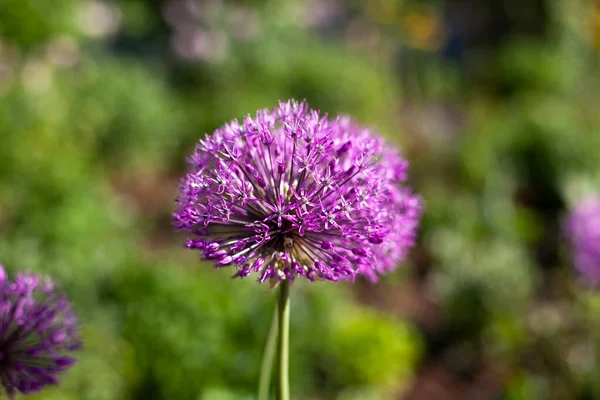 Onions Garden Onion Plant Flower Useful Inflorescence — Stock Photo, Image