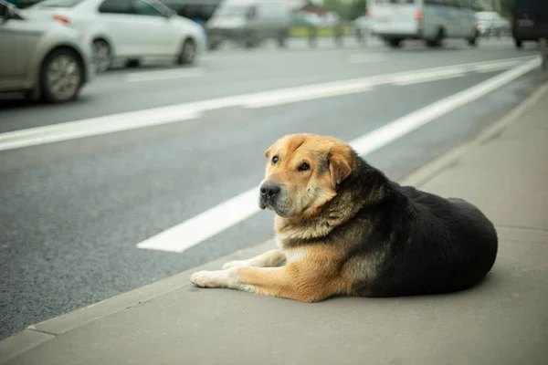 Köpek yolun kenarında uzanıyor. Sokakta başıboş bir köpek. Evcil hayvan kayboldu..