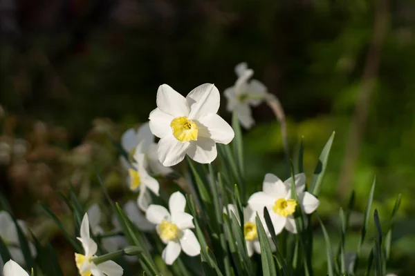 Květiny Zahradě Bílé Rostliny Krásné Pozadí Květin — Stock fotografie