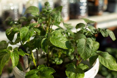 Patatesler tencerede yetişir. Patates yaprakları. Patates fabrikası.