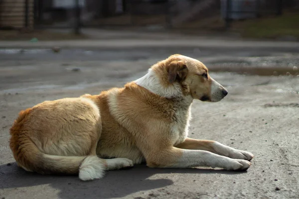 Ένα Αδέσποτο Σκυλί Κείτεται Στο Δρόμο Ένα Εγκαταλελειμμένο Ζώο Περιμένει — Φωτογραφία Αρχείου