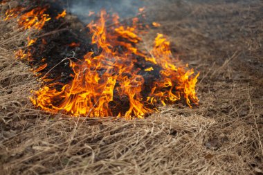 Kuru otlar yanıyor. İlkbaharda tarlada yangın. Geniş bir alanda ölü odun yakmak. Ateşle ilgili tehlikeli bir durum..