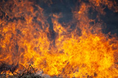 Kuru otlar yanıyor. İlkbaharda tarlada yangın. Geniş bir alanda ölü odun yakmak. Ateşle ilgili tehlikeli bir durum..