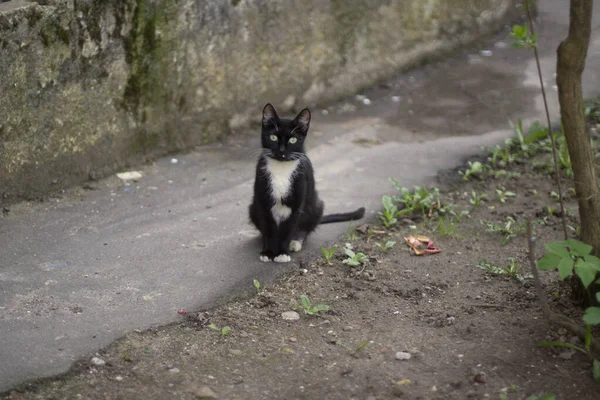 白い胸の黒い猫 家の近くに野良猫 猫は食べ物を待っている ペットが通りを歩いている — ストック写真