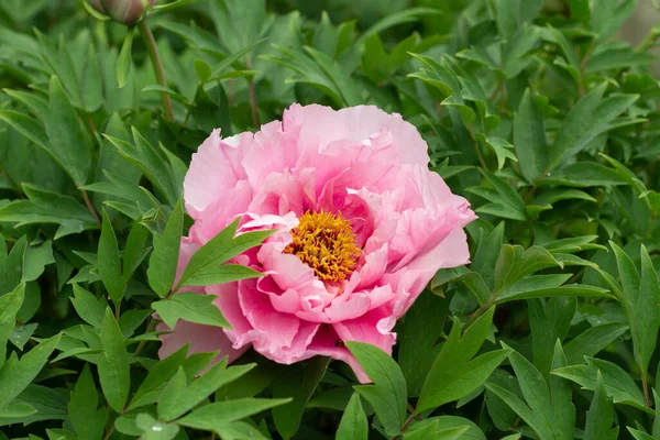 Garden Flower Rosebud Delicate Pink Color Plant Beautiful Flower Background — Stock Photo, Image