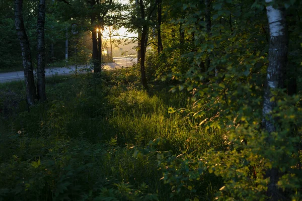 Sluneční Světlo Lese Přirozené Pozadí Letní Den Lese — Stock fotografie