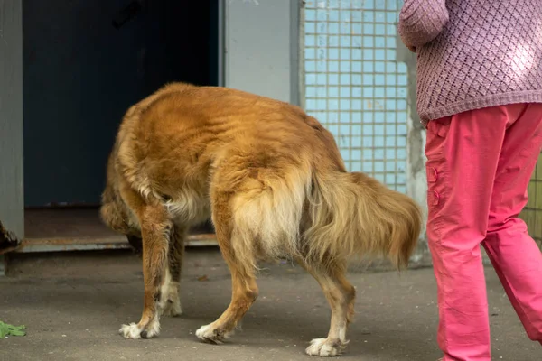 Cão Vadio Está Parado Rua Cão Vive Rua Animal Estimação — Fotografia de Stock