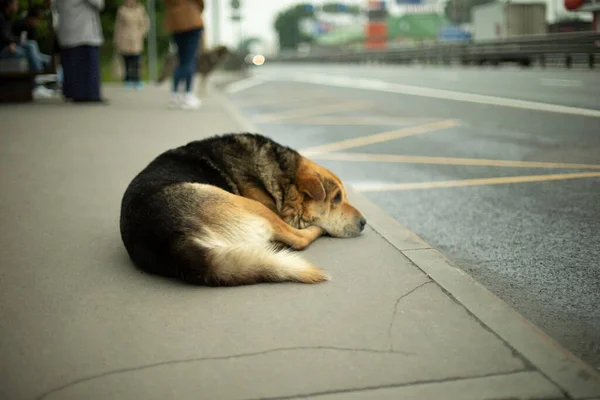 街上的一条无家可归的狗 那只宠物狗在路边走失了 无家可归的狗等着吃东西 — 图库照片