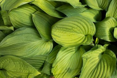 Bitkinin yeşil yaprakları. Bahçede doğal arka plan yeşili. Salata renkli bir bitki..