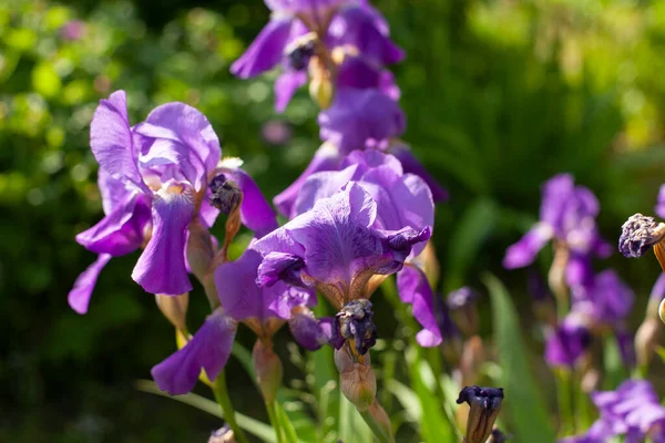 Цветы Саду Фиолетовый Ирисок Красивый Цветок Летом — стоковое фото