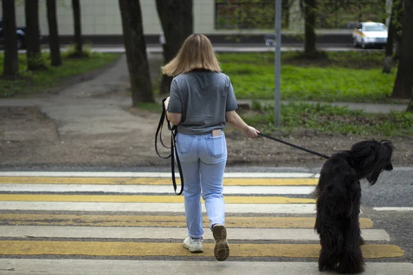 Girl Dog Girl Walks Dog Leash Pedestrian Crossing Walking Pet — Stock Photo, Image