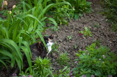 Kedi bir çiçek tarhında oturuyor. Bahçedeki kedi. Hayvan bitkilerin arasında yürüyor. Şirin kedi..