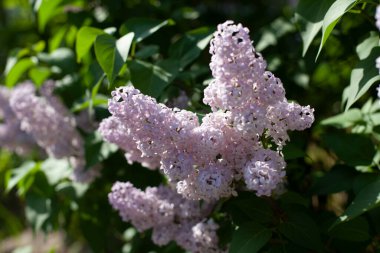 Leylak çiçekleri. Bahçedeki leylaklar. İnfloresans leylak renginde. Bahar bitkisi.
