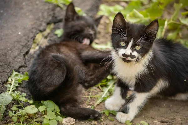 Kätzchen Spielen Draußen Niedliche Obdachlose Kätzchen Kleine Tiere Spiel Mit — Stockfoto