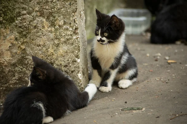 Anak Kucing Bermain Luar Kucing Lucu Tunawisma Hewan Kecil Bermain — Stok Foto