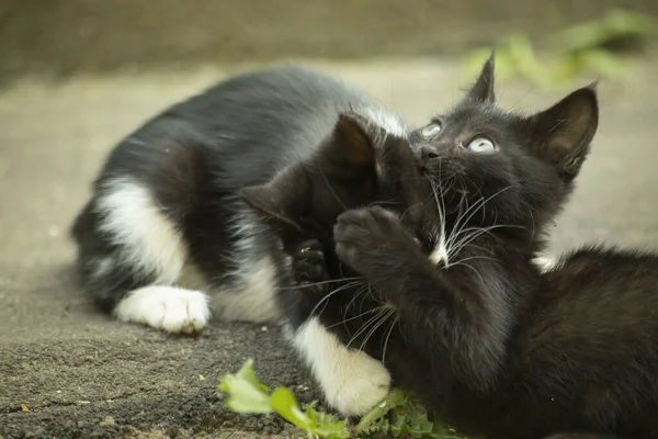 Kittens Playing Cute Homeless Kittens Little Animals Playing Animals — Stock Photo, Image