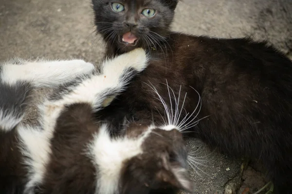 Los Gatitos Están Jugando Afuera Lindos Gatitos Sin Hogar Pequeños — Foto de Stock