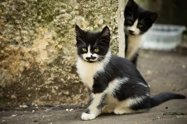 Gatito Con Bigote Gracioso Gatito Calle Animales Sin Hogar — Foto de Stock