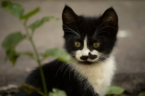 Kattunge Med Rolig Mustasch Kattunge Gatan Hemlösa Djur — Stockfoto