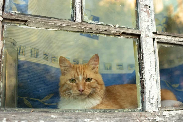 Ingefära Katten Sitter Fönstret Lantkatt Huset Söt Katt Ligger Fönsterbrädan — Stockfoto