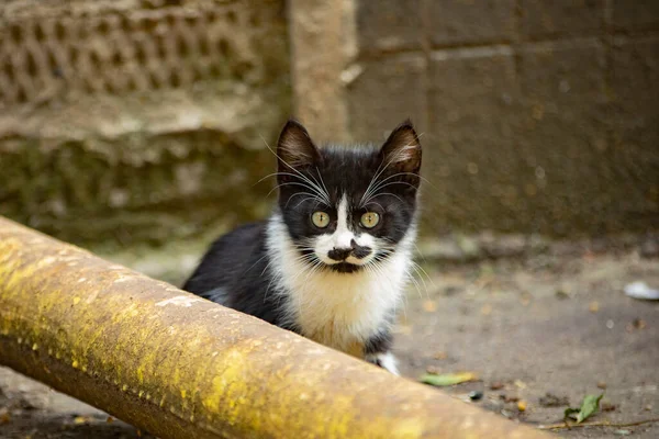 路上でホームレスの猫 庭に黒と白の猫 所有者のいない動物 かわいいペット — ストック写真