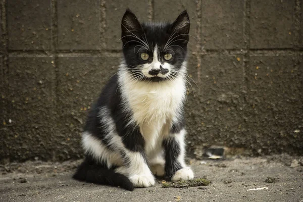 Kattunge Med Rolig Mustasch Kattunge Gatan Hemlösa Djur — Stockfoto