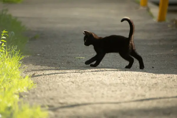 夏には黒い子猫が庭で遊ぶ 通りに子猫 ホームレスの動物 — ストック写真