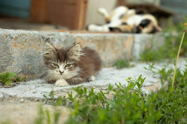 Kitten Step Pet Street Beautiful Kitten Lies Doorstep Summer — Stock Photo, Image