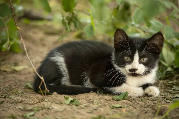 Gatinho Com Bigode Engraçado Gatinho Rua Animais Sem Abrigo — Fotografia de Stock