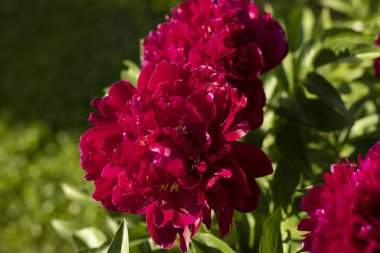 Bahçedeki kırmızı çiçek. Güzel çiçek tomurcuğu. Bitkiler yazın çiçek açar. Arkaplan çiçekleri.