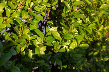 Yeşil arka plan. Bahçedeki çalılar. Bitkilerin dokusu.