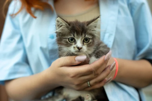 Kedi yavrusu bir kızın ellerinde. Küçük bir evcil hayvan ellerinde güneşleniyor. Küçük bir kedi yavrusu tutan kadın..