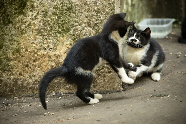 Los Gatitos Están Jugando Afuera Lindos Gatitos Sin Hogar Pequeños —  Fotos de Stock