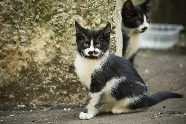 Kätzchen Mit Lustigem Schnurrbart Kätzchen Auf Der Straße Obdachloses Tier — Stockfoto