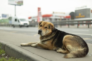 Sokaktaki evsiz bir köpek. Hayvan yol kenarında kaybolmuştu. Evsiz bir köpek yemek bekliyor..