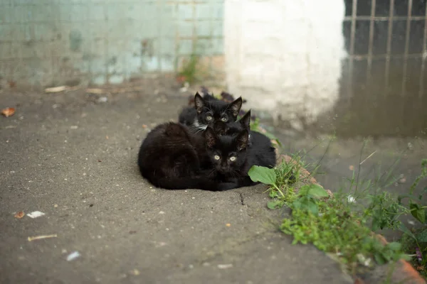 Кошенята Сплять Разом Безпритульні Кошенята Вулиці Чорні Коти Влітку — стокове фото
