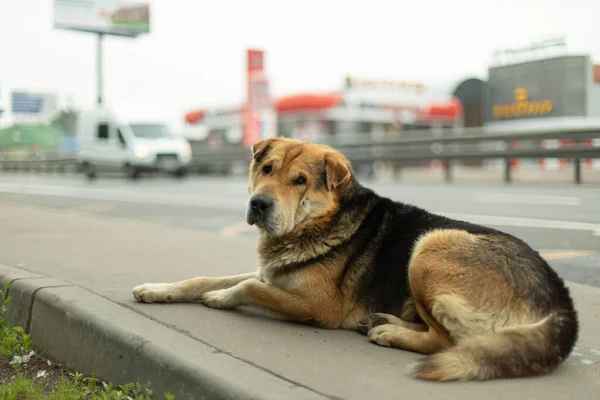 Ένα Άστεγο Σκυλί Στο Δρόμο Κατοικίδιο Χάθηκε Κοντά Στο Δρόμο — Φωτογραφία Αρχείου