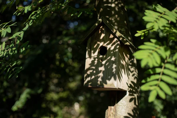 鳥の家だ 渡り鳥のための木造住宅 鳥小屋が木の上に吊るされている — ストック写真