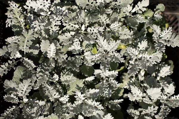 Texture Des Plantes Plante Réfléchit Bien Lumière Choux Jardin — Photo