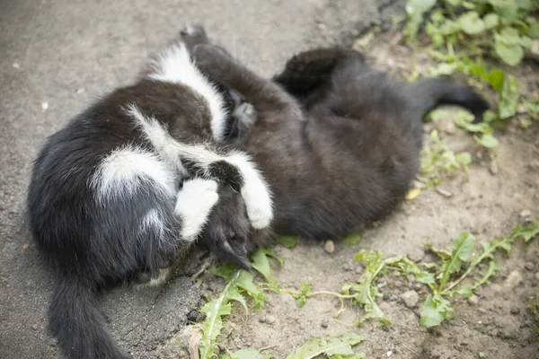 Pisica Fără Adăpost Stradă Pisica Alb Negru Curte Animal Fără — Fotografie, imagine de stoc