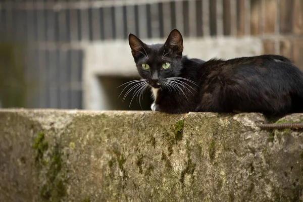 Obdachlose Katze Auf Der Straße Schwarz Weiße Katze Auf Dem — Stockfoto