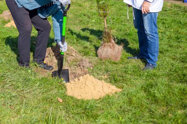 Toprağa çam ağaçları dikiyorum. Bahçıvan bir ağaç dikiyor. Elinde kürek olan bir adam tohum deliğini damlatıyor. Bahçe bitkisi.